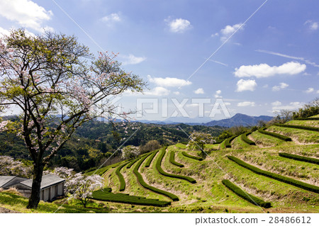 Tomiji tea garden Tomiji tea garden 28486612