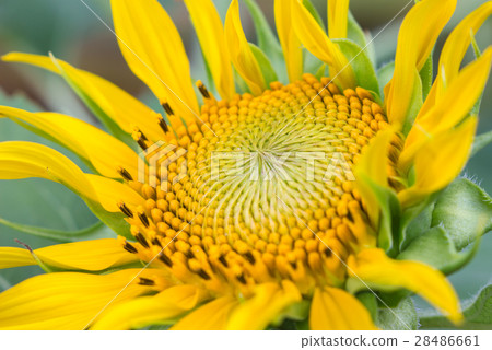 Sunflower yellow bloom. 28486661