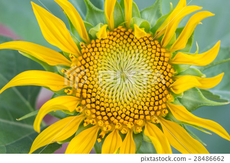 Sunflower yellow bloom. 28486662