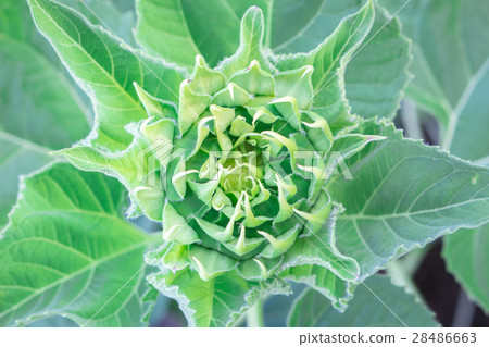 Sunflower yellow bloom. 28486663