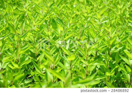Clear blue rainy season · fresh green one Clear blue rainy season · fresh green one 28486892