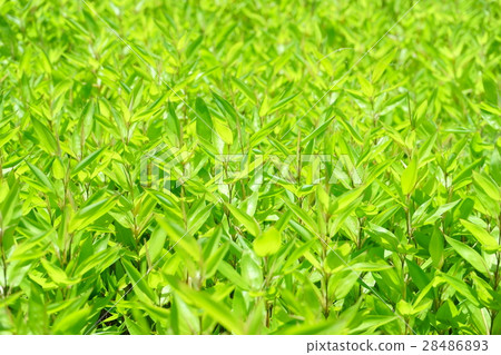 Clear blue rainy season · New green leek 2 Clear blue rainy season · New green leek 2 28486893