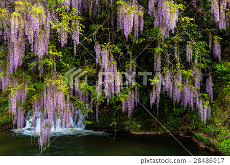 一致領域的紫藤 28486917