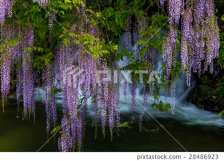 Wisteria of consistent fields Wisteria of consistent fields 28486923