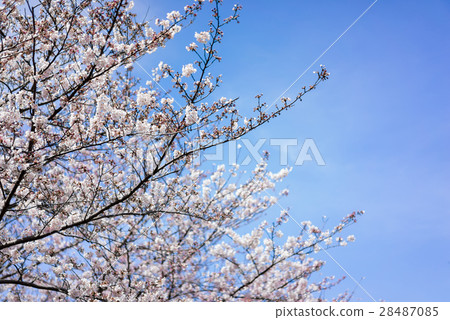 Beautiful Blooming of Japan Cherry Blossom, Sakura 28487085