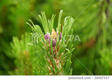 Female flower of Montana pine Female flower of Montana pine 28487417