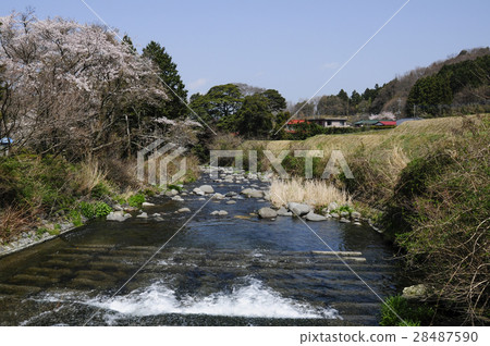 櫻花和Satokawa 28487590