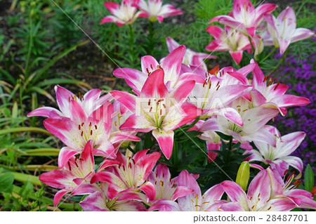 Lily with beautiful pink and white bicolor Lily with beautiful pink and white bicolor 28487701