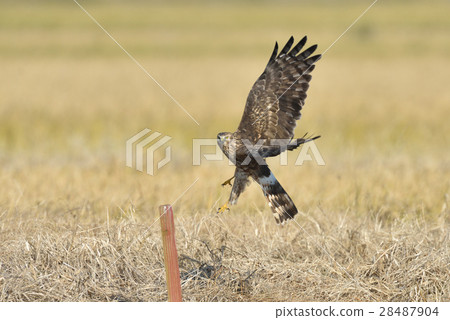 由翻譯提供支持 28487904