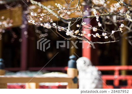 Hiume 28487952