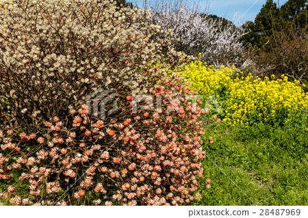Mitumata flowers 28487969