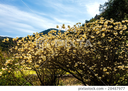 Mitumata花 28487977