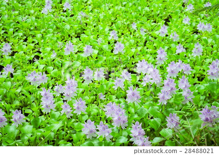 Pond of floating · water hyacinth 3 28488021