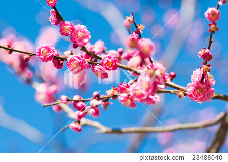 Hiume 28488040
