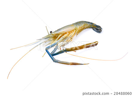 raw prawns,shrimps isolated on white background raw prawns,shrimps isolated on white background 28488060