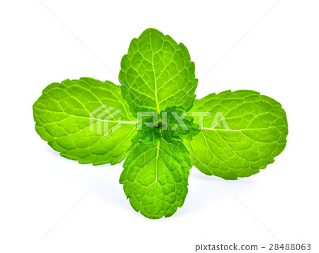 fresh mint leaf isolated on white background fresh mint leaf isolated on white background 28488063