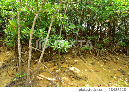 Keisatsu灣的紅樹林 28488228