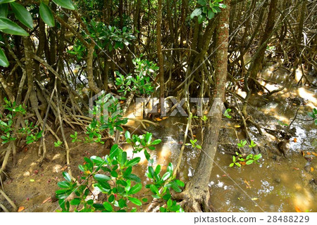 Mangrove in the Keisatsu Bay Mangrove in the Keisatsu Bay 28488229