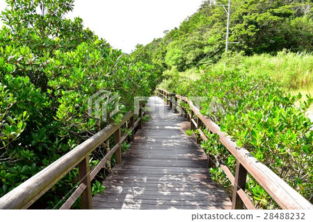 Mangrove in the Keisatsu Bay 28488232