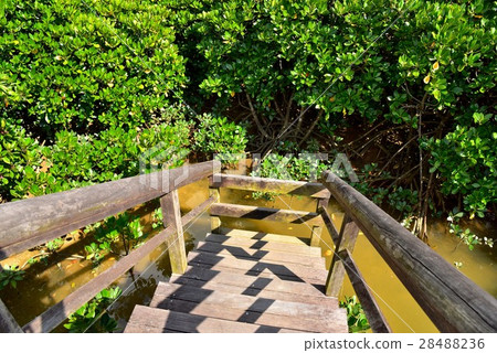 Mangrove in the Keisatsu Bay 28488236