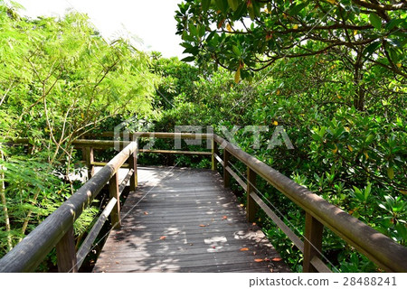 Mangrove in the Keisatsu Bay 28488241