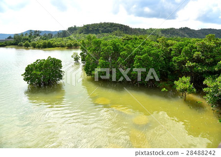 Mangrove in the Keisatsu Bay 28488242