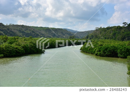 Mangrove in the Keisatsu Bay 28488243