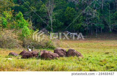Rainforest National park Periyar Wildlife  28488487