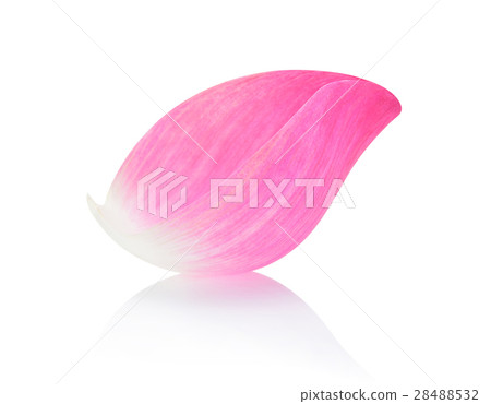 Closeup on lotus petal isolate on white background Closeup on lotus petal isolate on white background 28488532