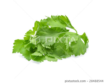 Celery leaves isolated on white background Celery leaves isolated on white background 28488544