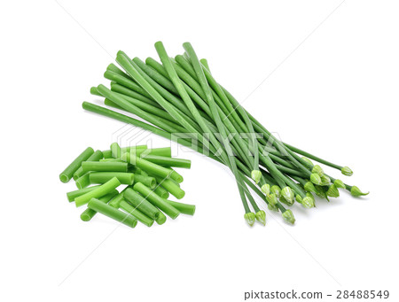 chives flower or chinese chive 28488549