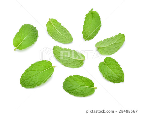 Mint green leaves isolated on white background. 28488567