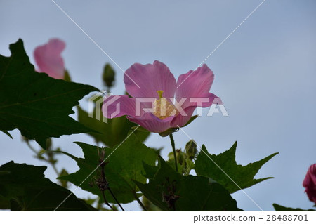 Drunken Furong 28488701