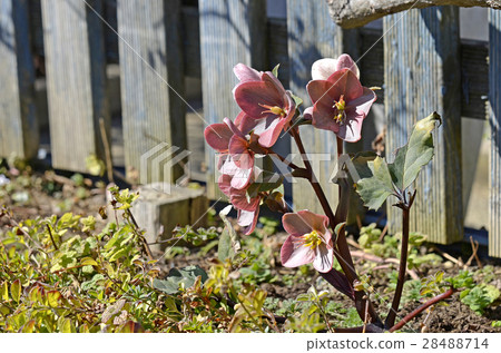 Christmas rose Christmas rose 28488714