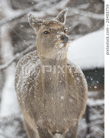 Stopping Ezoshika (vertical composition, somewhat rightward) 28488759