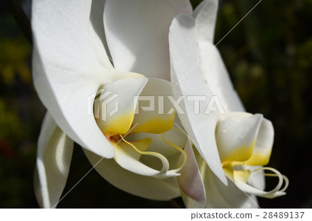 蛾蘭花 28489137