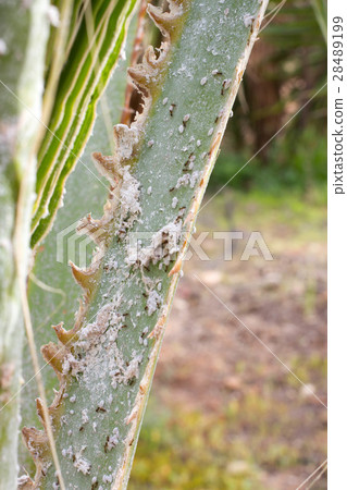 Palm leaves densely covered with scale insects Palm leaves densely covered with scale insects 28489199
