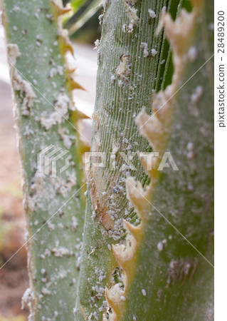 Palm leaves densely covered with scale insects 28489200