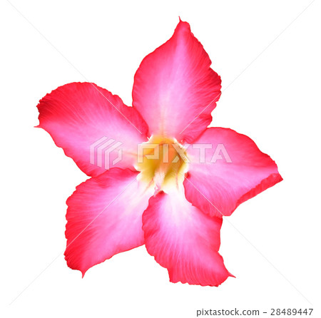 Adenium obesum on white background 28489447