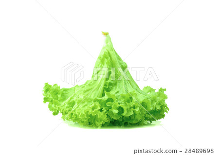 Green oak lettuce on white background. 28489698