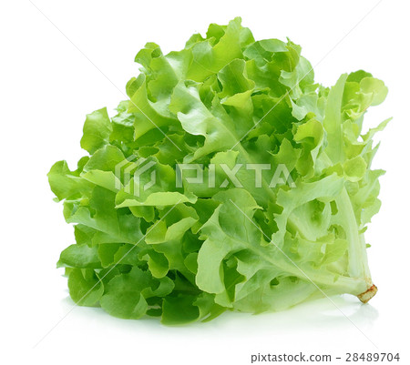Green oak lettuce on white background 28489704