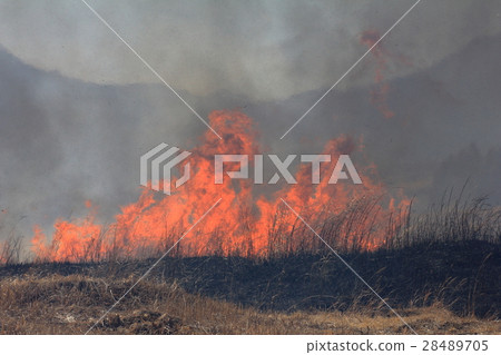 Field burning at the Fuji East Fuji Exercise Area 28489705