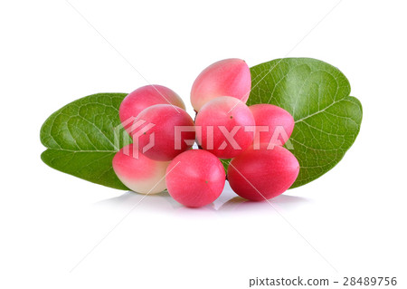 Karonda Fruit with leaf 28489756