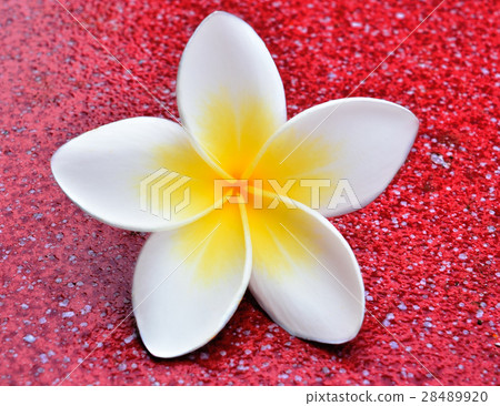 Tropical flowers frangipani (plumeria) Tropical flowers frangipani (plumeria) 28489920
