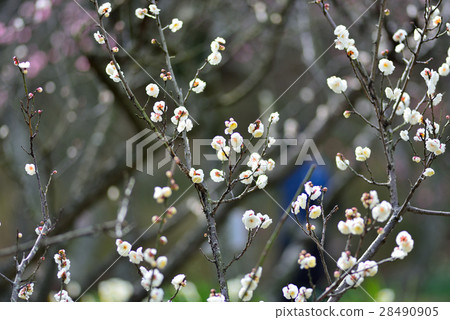 White plum 28490905
