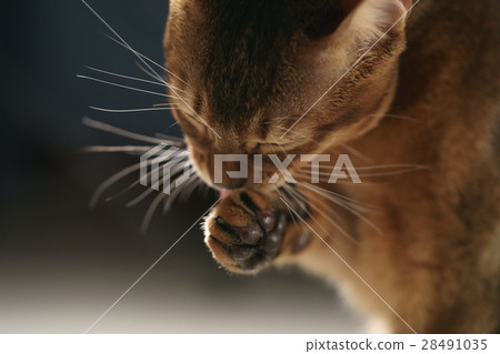 young abyssinian cat licking paw closeup portrait young abyssinian cat licking paw closeup portrait 28491035