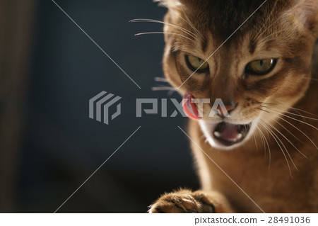 young abyssinian cat licking lips closeup portrait young abyssinian cat licking lips closeup portrait 28491036