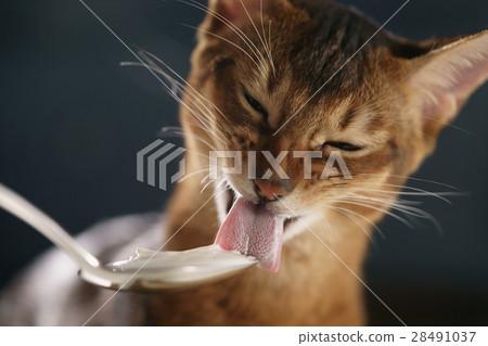 abyssinian kitten eat yogurt from silver spoon abyssinian kitten eat yogurt from silver spoon 28491037