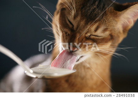 abyssinian kitten eat yogurt from silver spoon abyssinian kitten eat yogurt from silver spoon 28491038