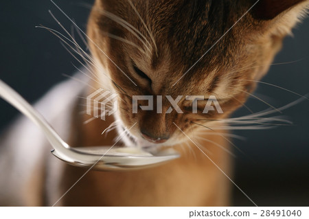 abyssinian kitten eat yogurt from silver spoon abyssinian kitten eat yogurt from silver spoon 28491040